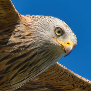 Set de table Milan royal