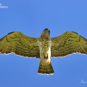 Set de table Circaète jean-le-blanc en vol