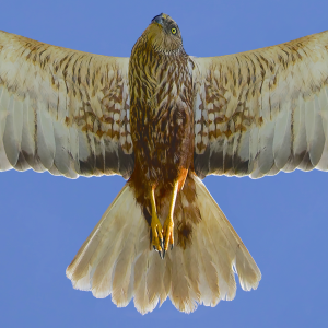 Poster Busard des roseaux