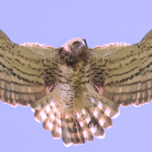 Poster Circaète Jean-le-blanc 01