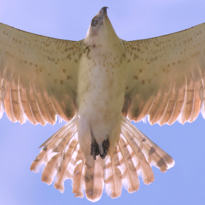 Cerf-volant Circaète Jean-le-Blanc 02