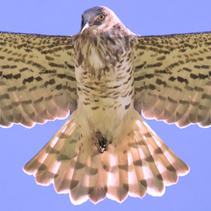 Cerf-volant Circaète Jean-le-Blanc 03