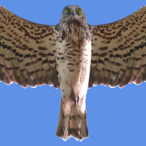 Poster Circaète Jean-le-blanc 04