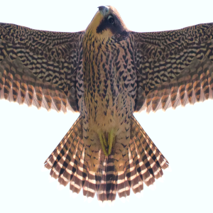 Poster Faucon pèlerin jeune