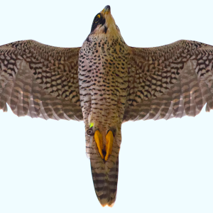 Poster Faucon pèlerin adulte