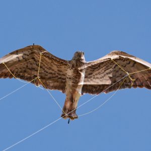 Cerf-volant Circaète Jean-le-Blanc 04