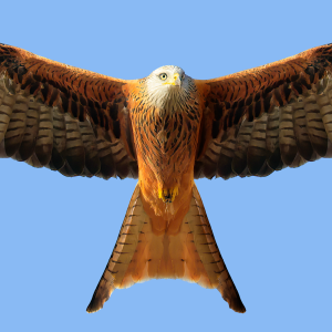 Mobile Milan Royal 01