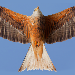 Poster Milan royal 02