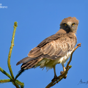 Set de table Circaète jean-le-blanc posé