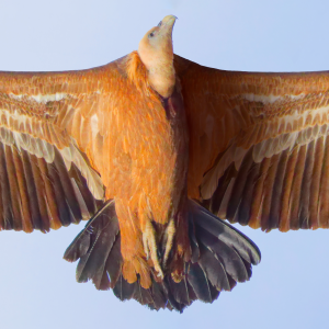 Poster Vautour fauve