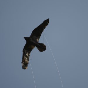 Cerf-volant Grand corbeau Spi