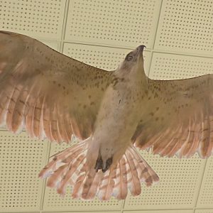 Mobile Circaète Jean le Blanc phase claire