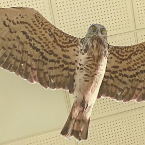 Mobile Circaète Jean le Blanc vol stationnaire