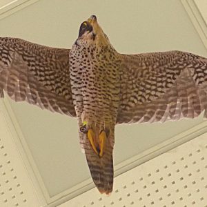 Mobile Faucon Pèlerin adulte