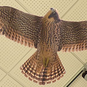 Mobile Faucon Pèlerin juvénile