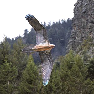 Cerf-volant Gypaète barbu